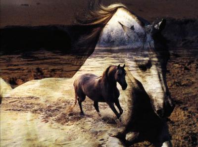 Un ChEvAl Un EtRe MeRvEiLlEuX !*